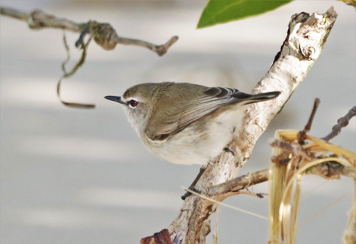 Mangrove Gerygone - ML620909242