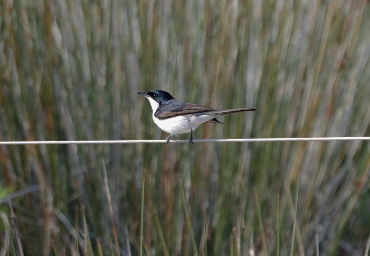 Restless Flycatcher - ML620909245