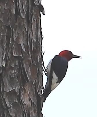 Red-headed Woodpecker - ML620909249
