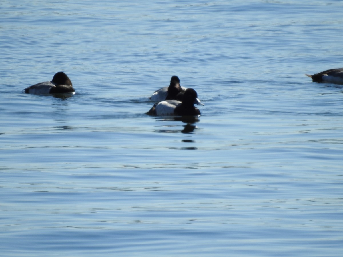 Greater Scaup - ML620909252