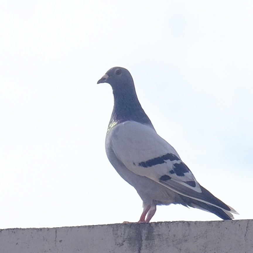 Сизый голубь (Одомашненного типа) - ML620909274