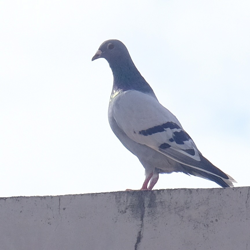 Rock Pigeon (Feral Pigeon) - ML620909275