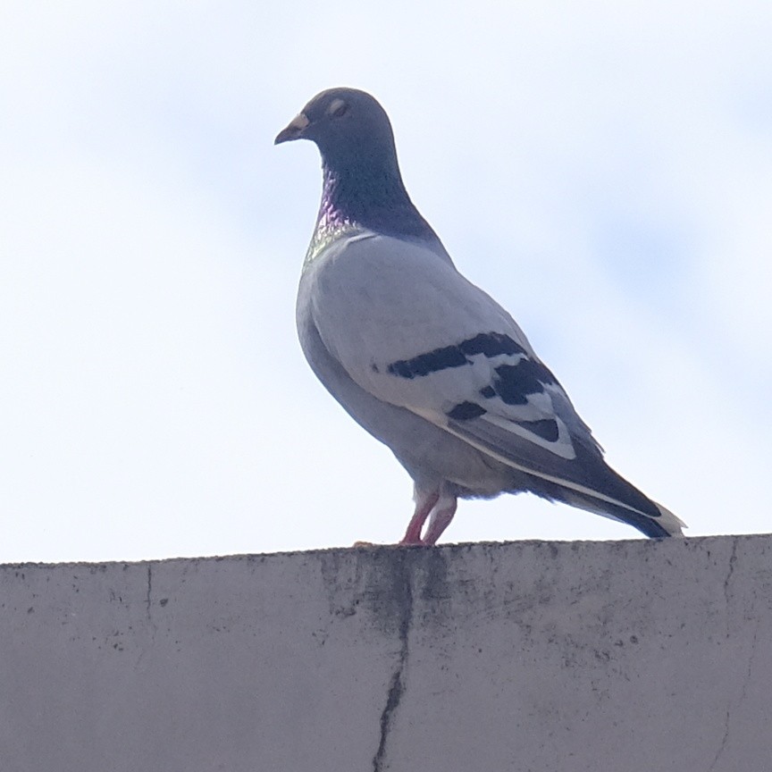Rock Pigeon (Feral Pigeon) - ML620909276