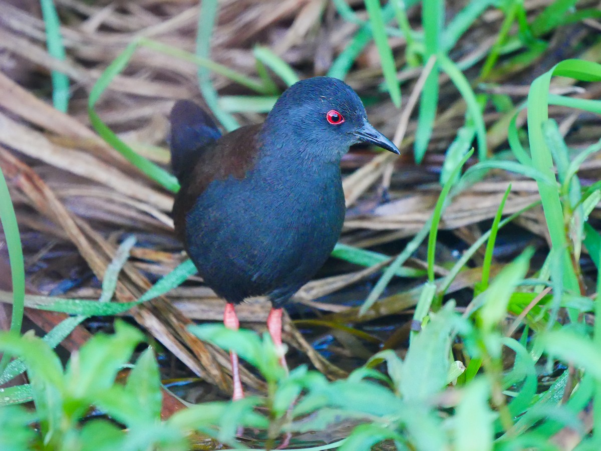 Spotless Crake - Mike Bickerdike