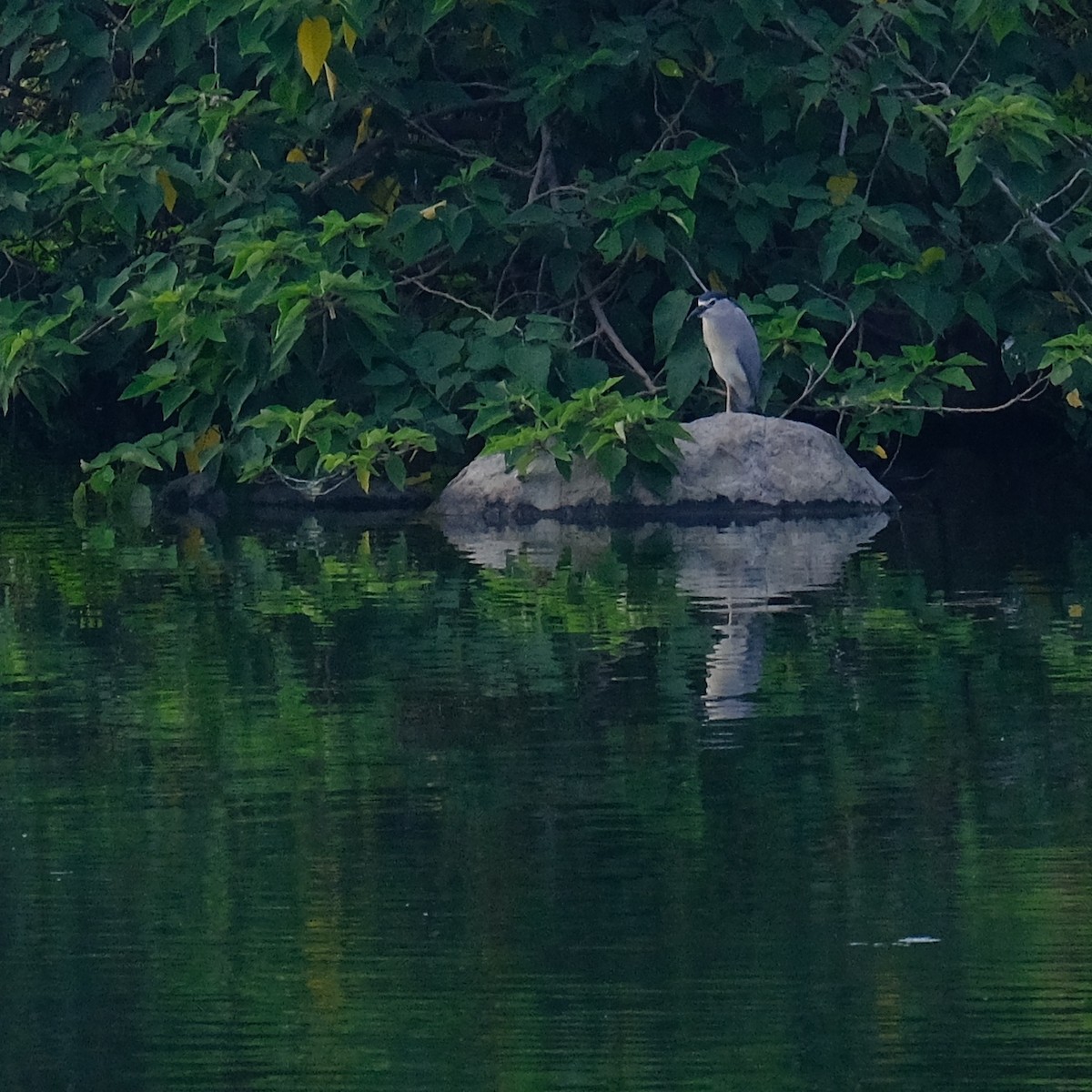 Black-crowned Night Heron - ML620909289