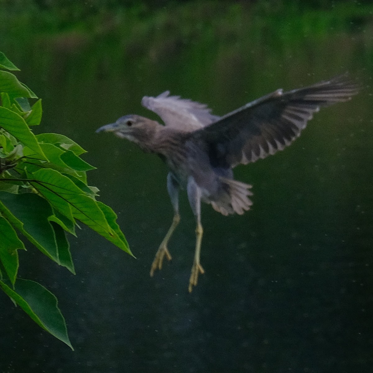 Black-crowned Night Heron - ML620909290