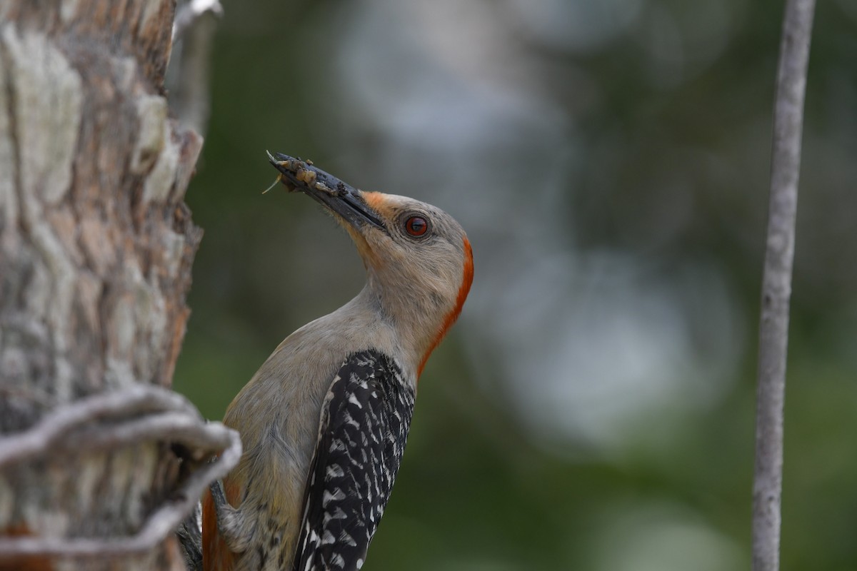 Red-bellied Woodpecker - ML620909298