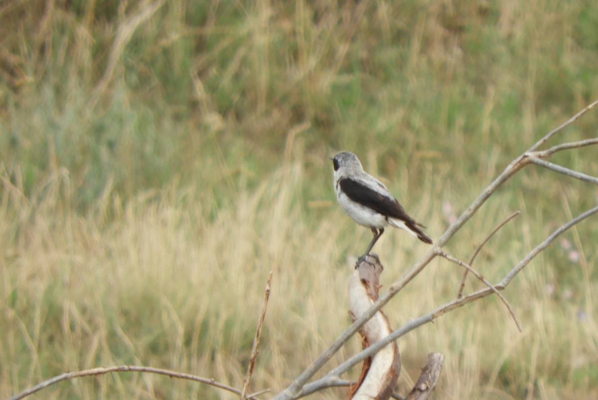 Northern Wheatear - Miroslav Mareš