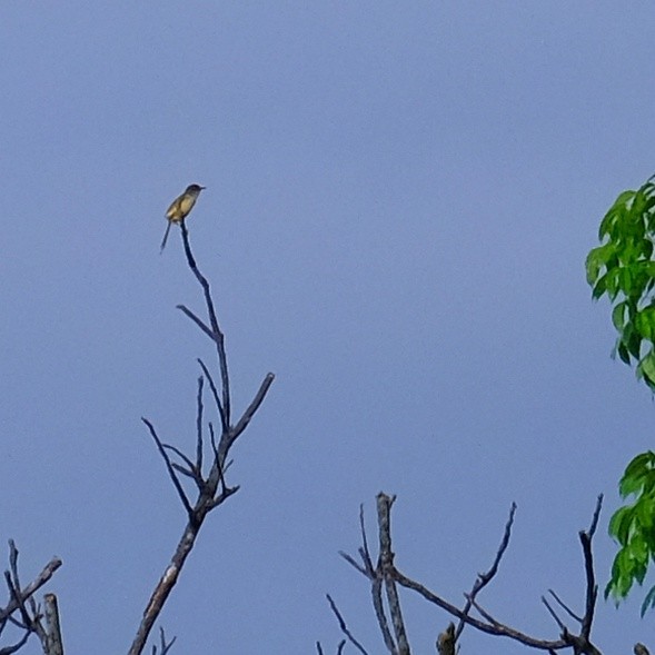 Yellow-bellied Prinia - ML620909302