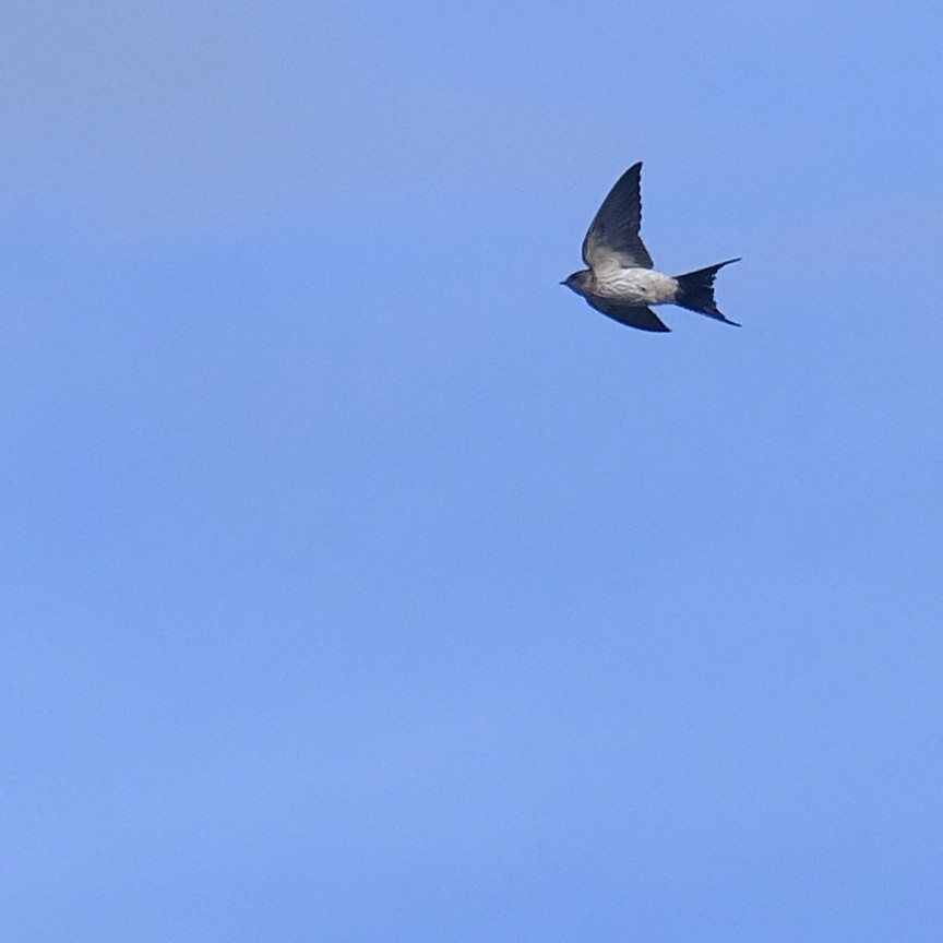 Striated Swallow - Kuan Chia Hsiu