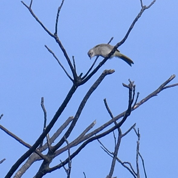 Bulbul de Taïwan - ML620909306