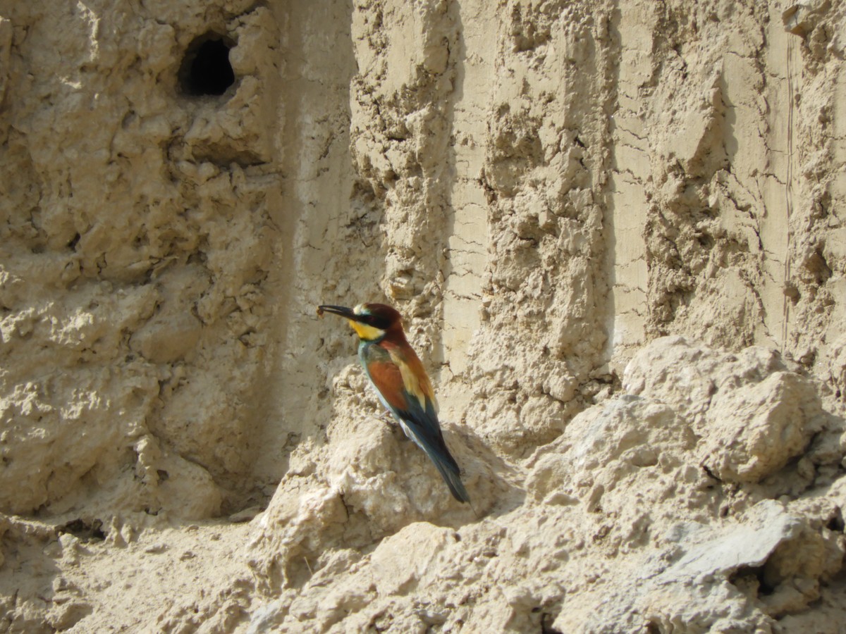 European Bee-eater - ML620909310
