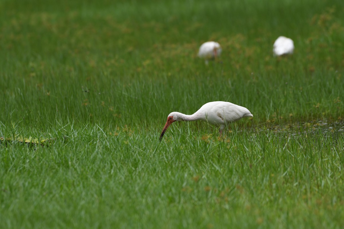 ibis bílý - ML620909313