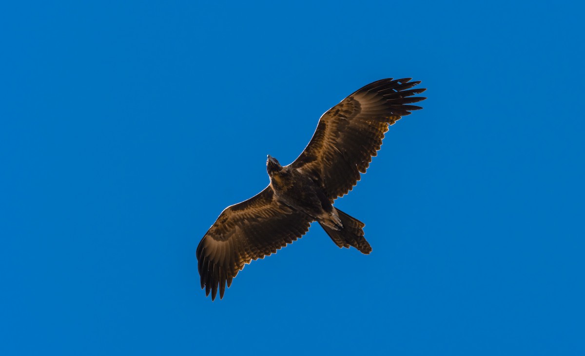 Wedge-tailed Eagle - ML620909315