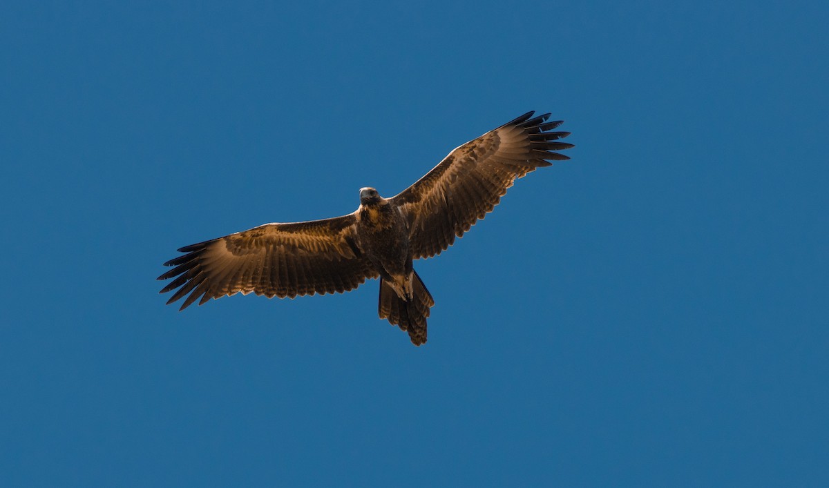 Wedge-tailed Eagle - ML620909316