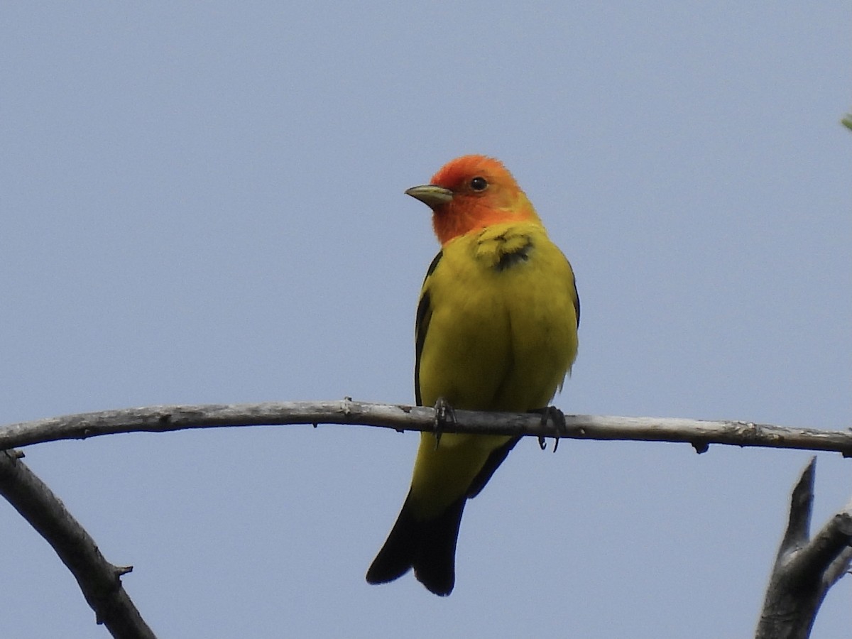 Western Tanager - ML620909317