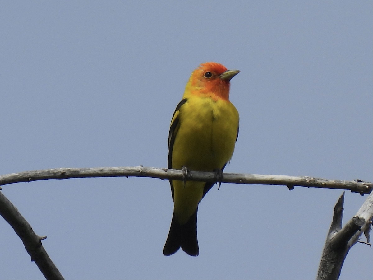 Western Tanager - ML620909318