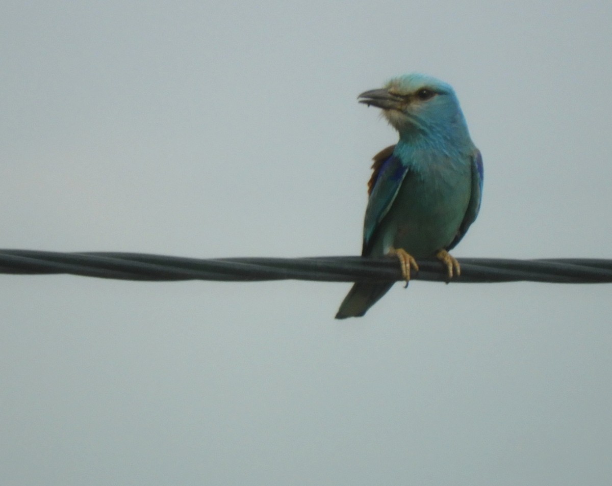 European Roller - ML620909319