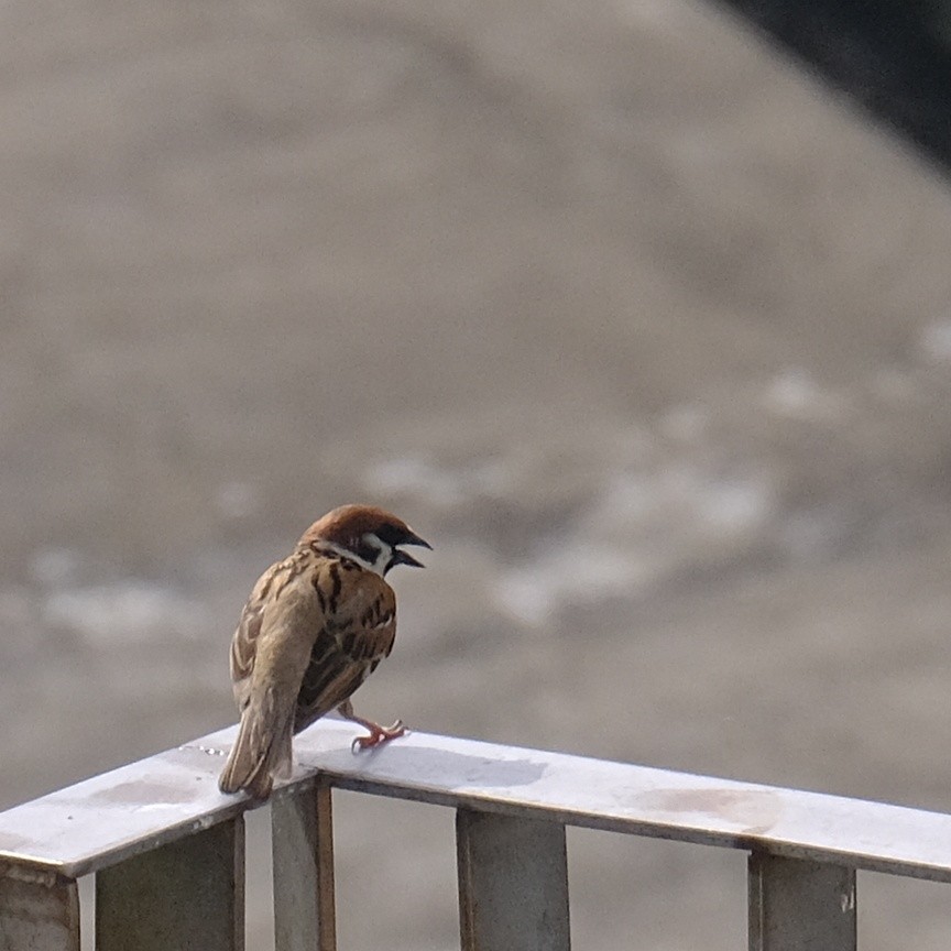 Eurasian Tree Sparrow - ML620909320