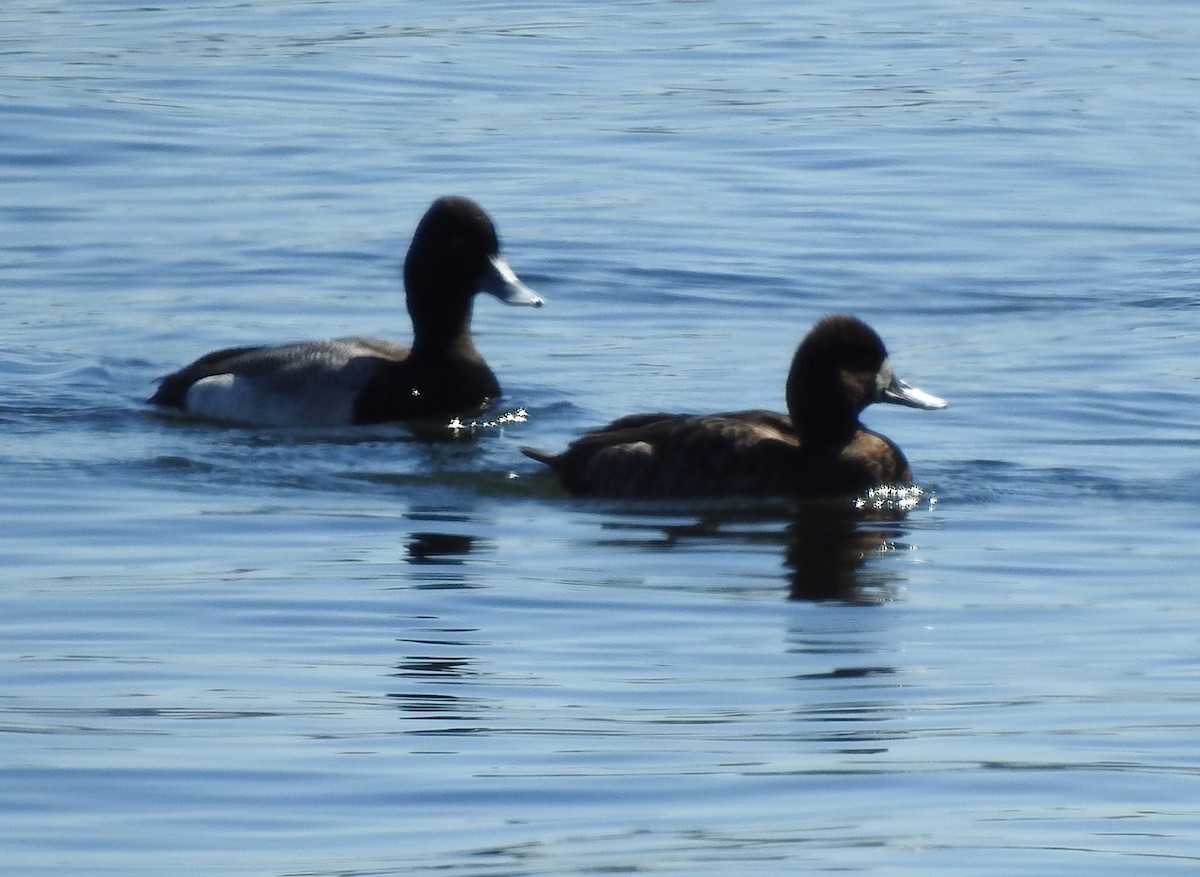 Greater Scaup - ML620909321
