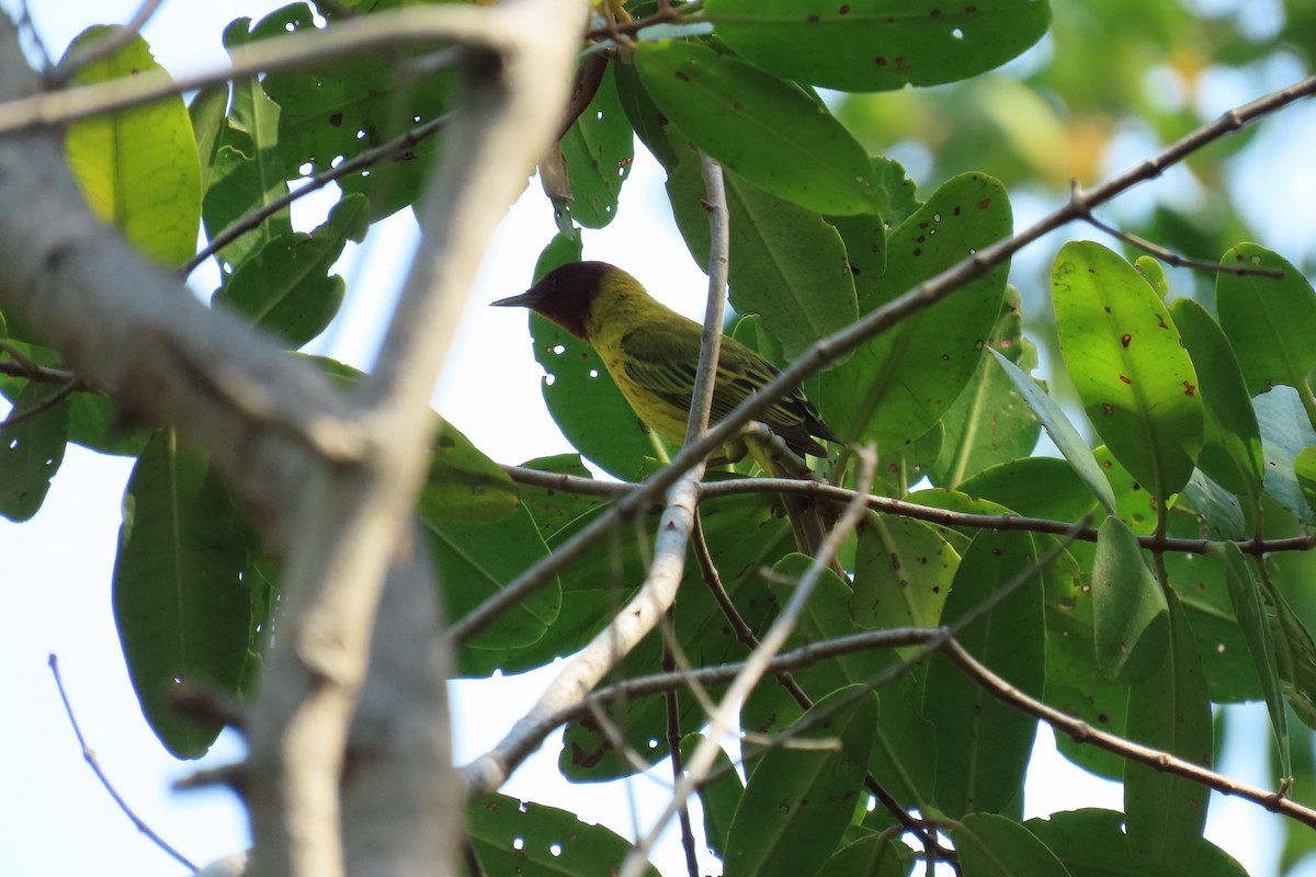 Reinita de Manglar (grupo erithachorides) - ML620909326