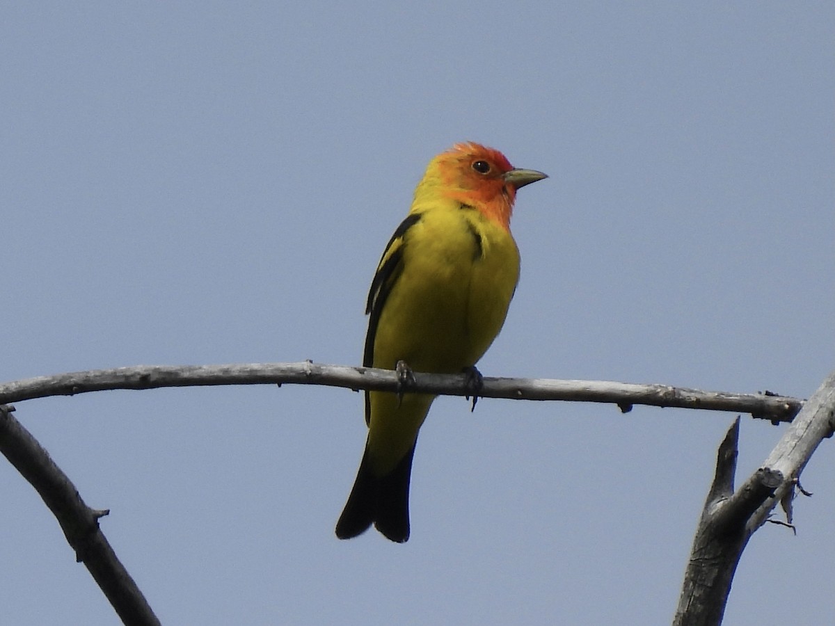 Western Tanager - ML620909327