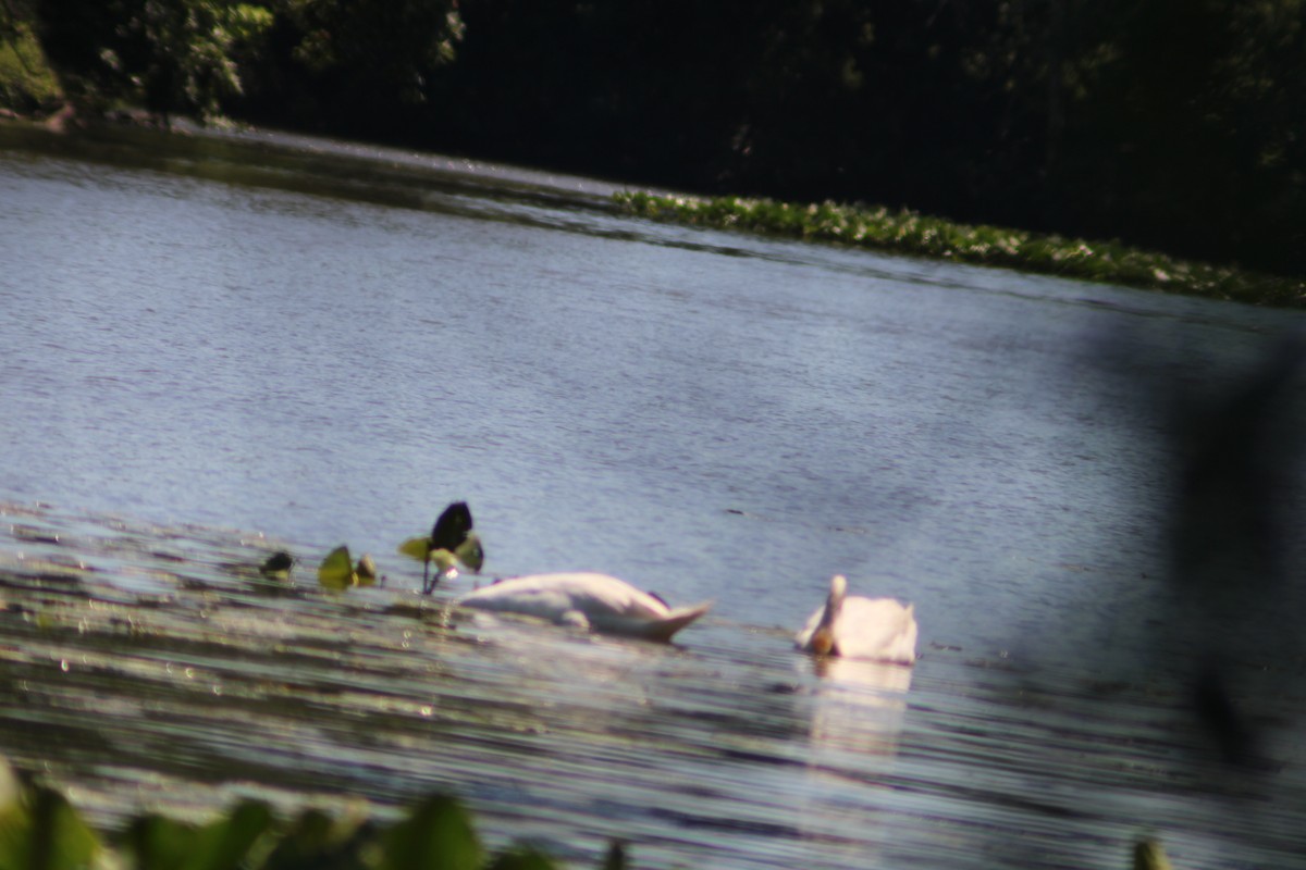 swan sp. - ML620909329