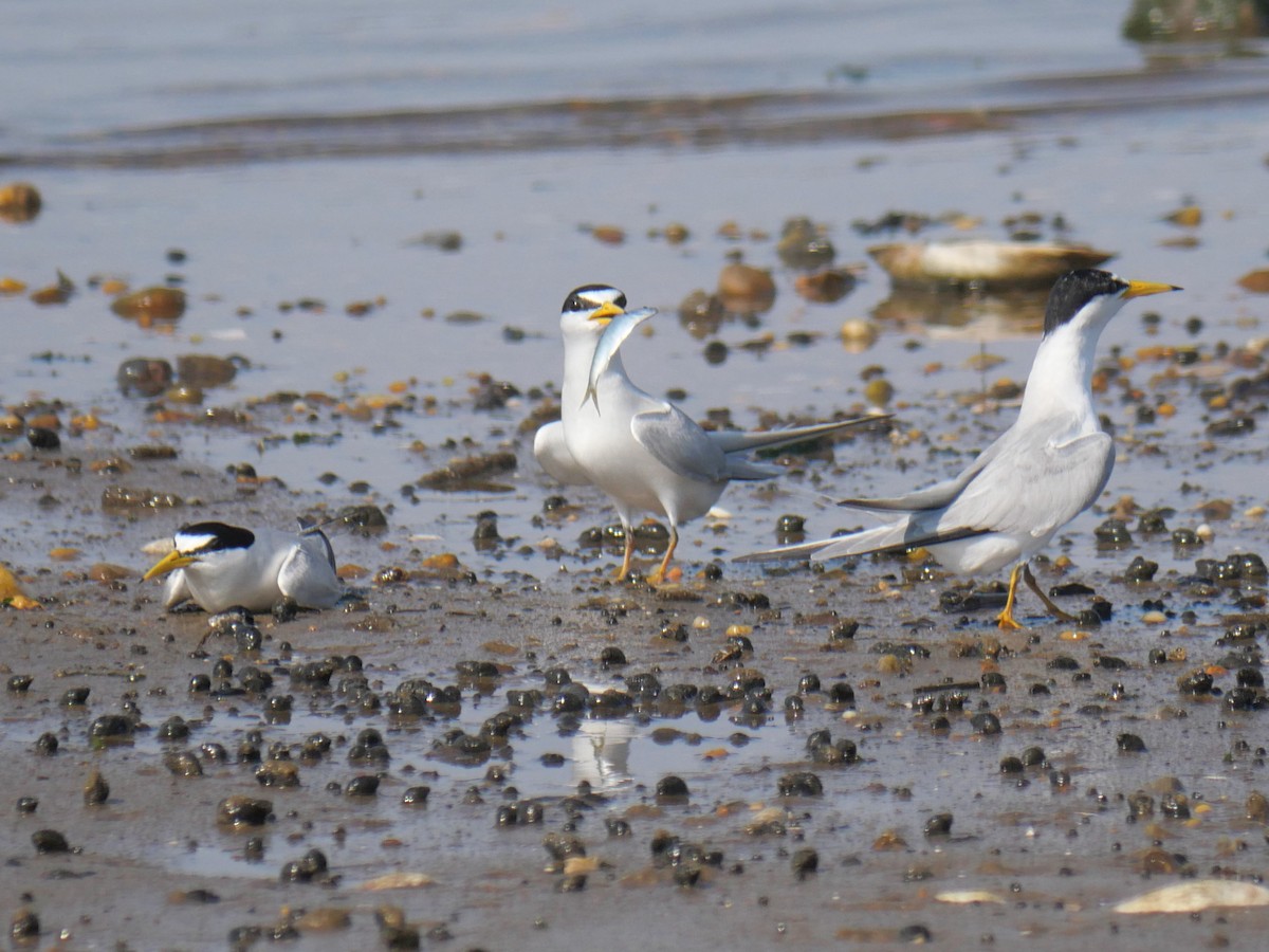 Least Tern - ML620909330