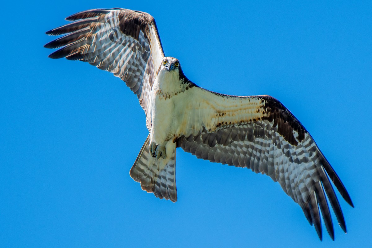 Osprey - Tim Vellutini