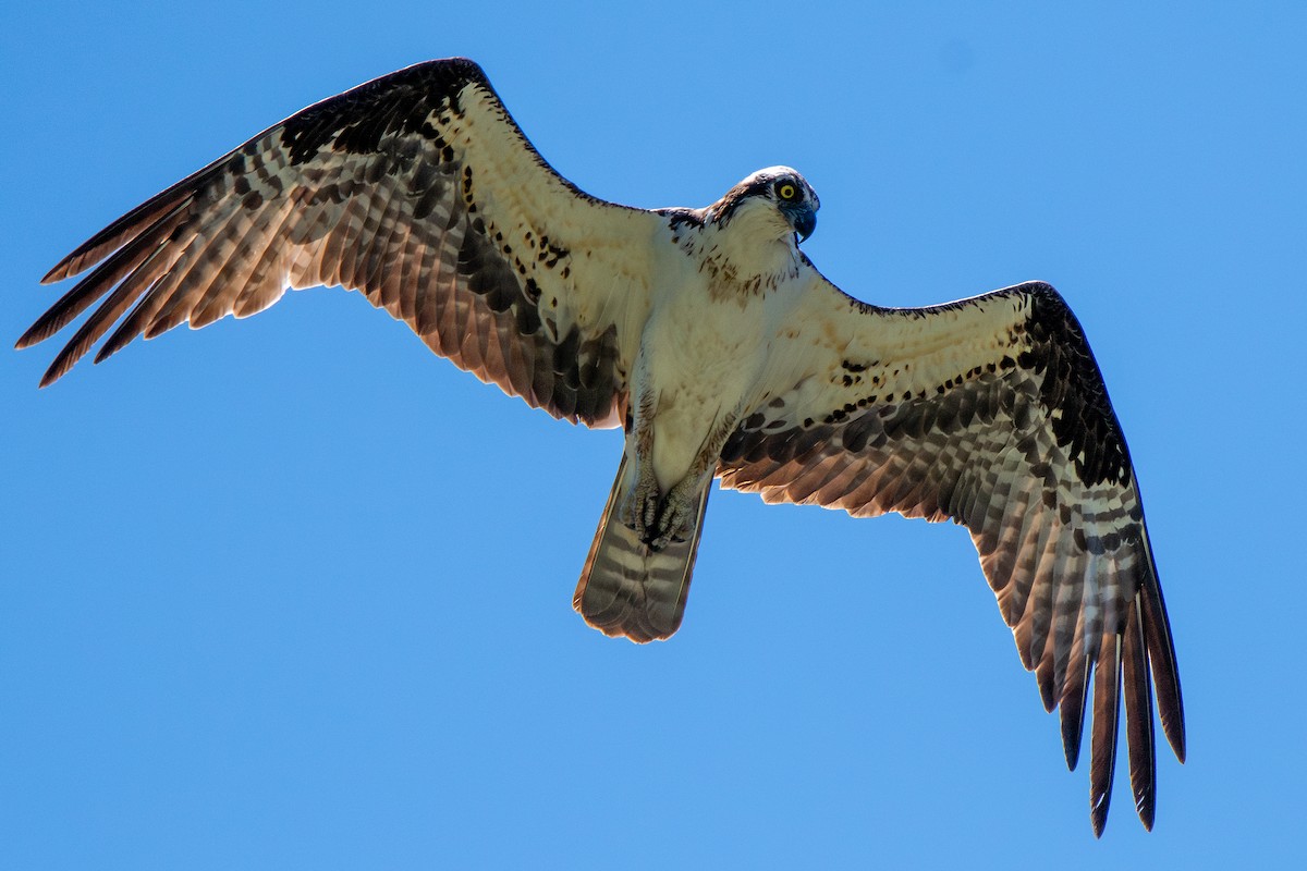 Balbuzard pêcheur - ML620909334