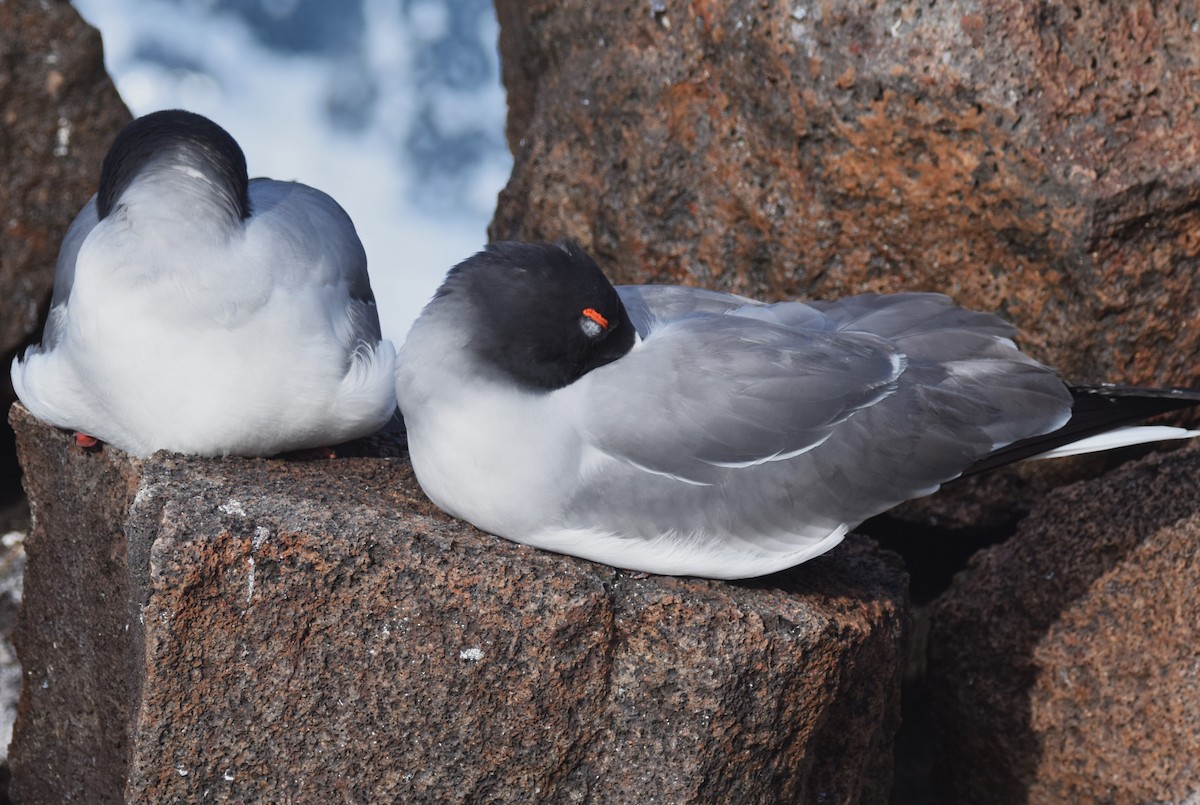 Swallow-tailed Gull - ML620909335