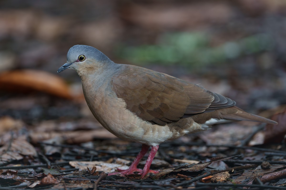 Gray-headed Dove - ML620909338