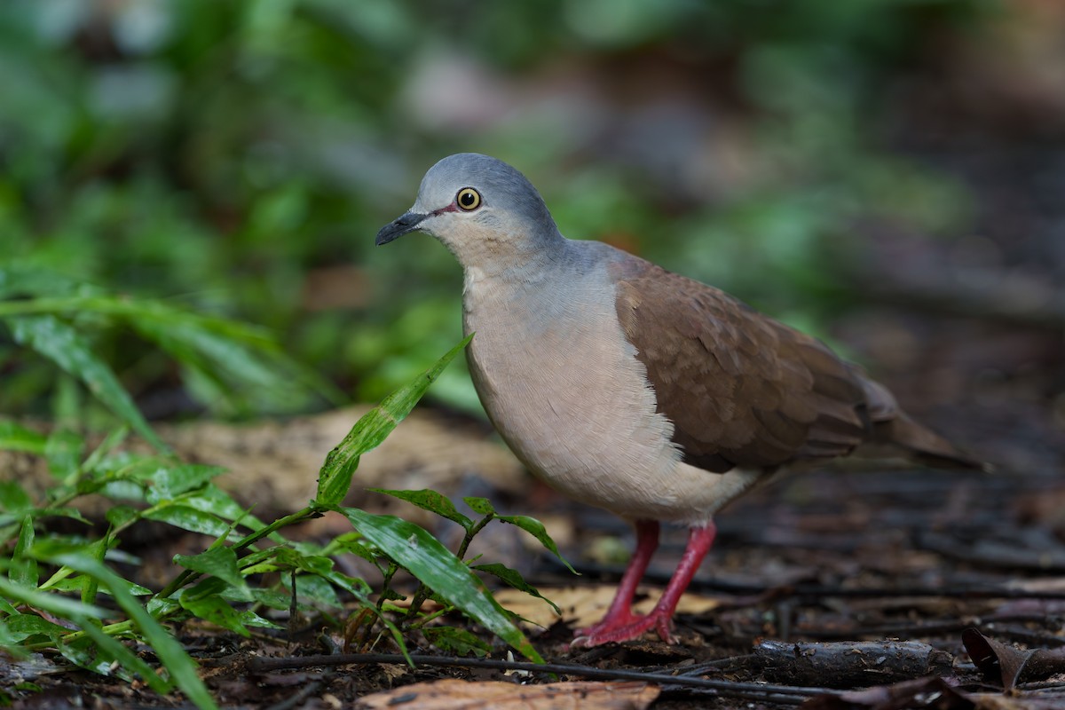 Gray-headed Dove - ML620909346