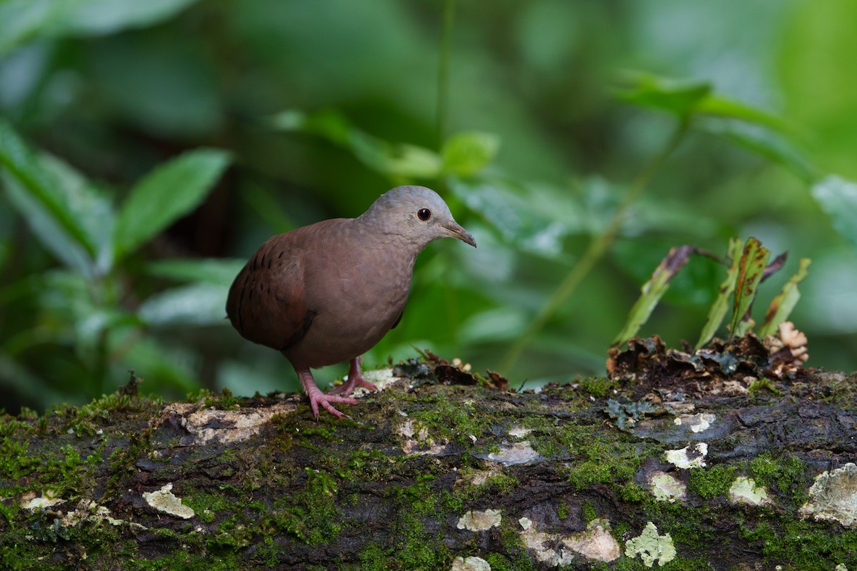 Ruddy Ground Dove - ML620909348