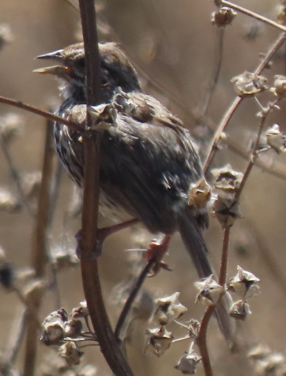 Song Sparrow - ML620909350