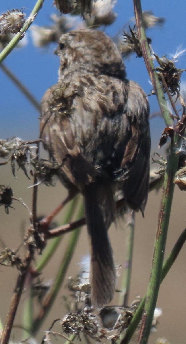 Song Sparrow - ML620909352