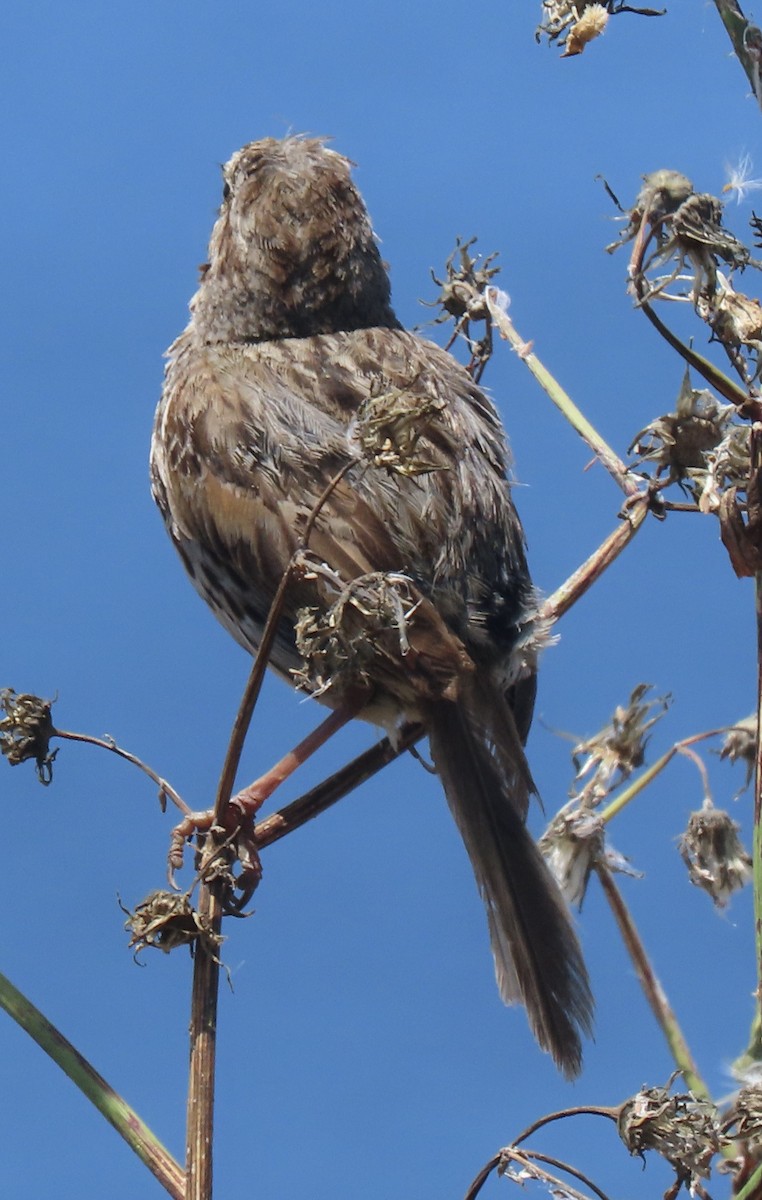 Song Sparrow - ML620909353