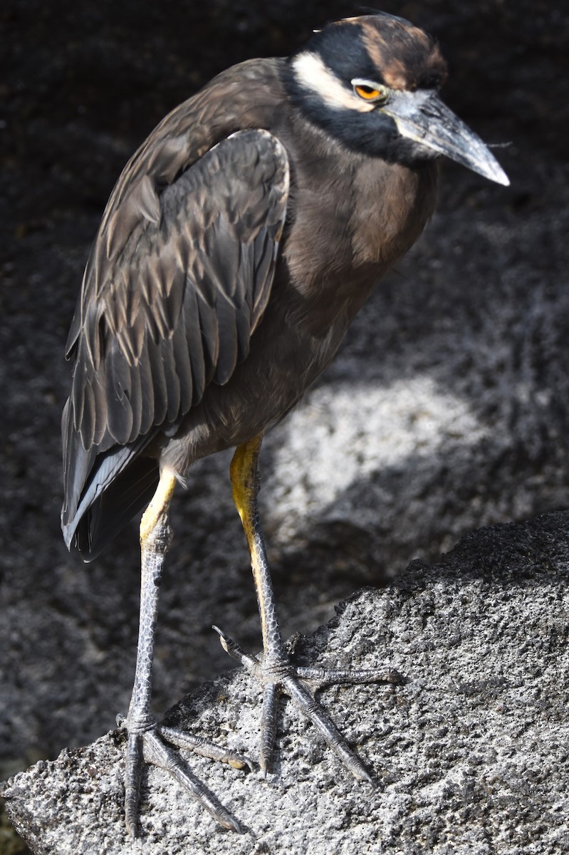 Yellow-crowned Night Heron (Galapagos) - ML620909356