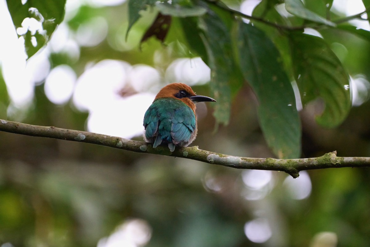 Broad-billed Motmot - ML620909357