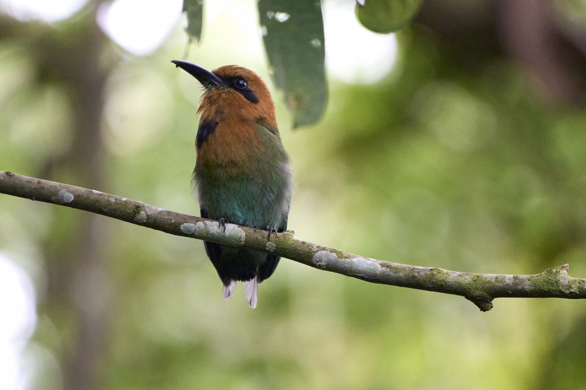 Motmot à bec large - ML620909358