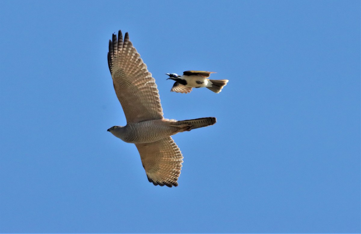 Brown Goshawk - ML620909364