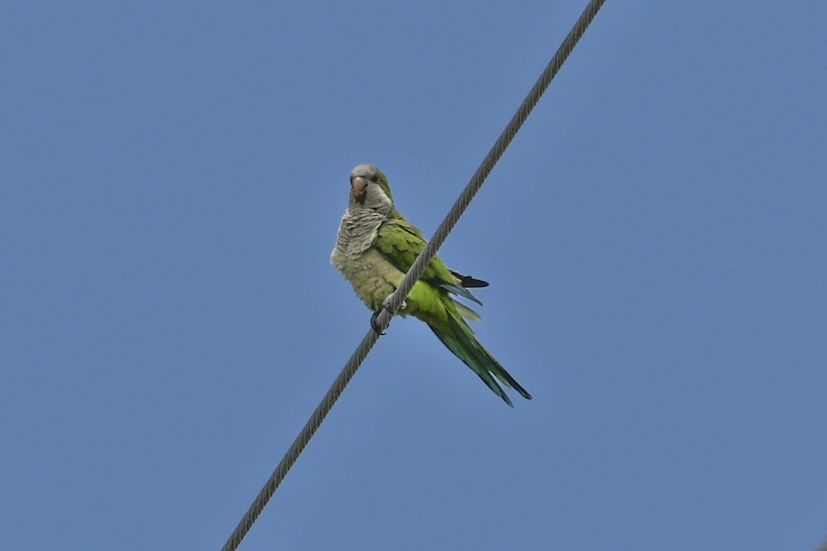 Monk Parakeet - ML620909365