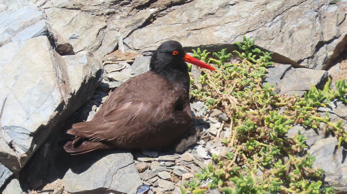 Black Oystercatcher - ML620909367