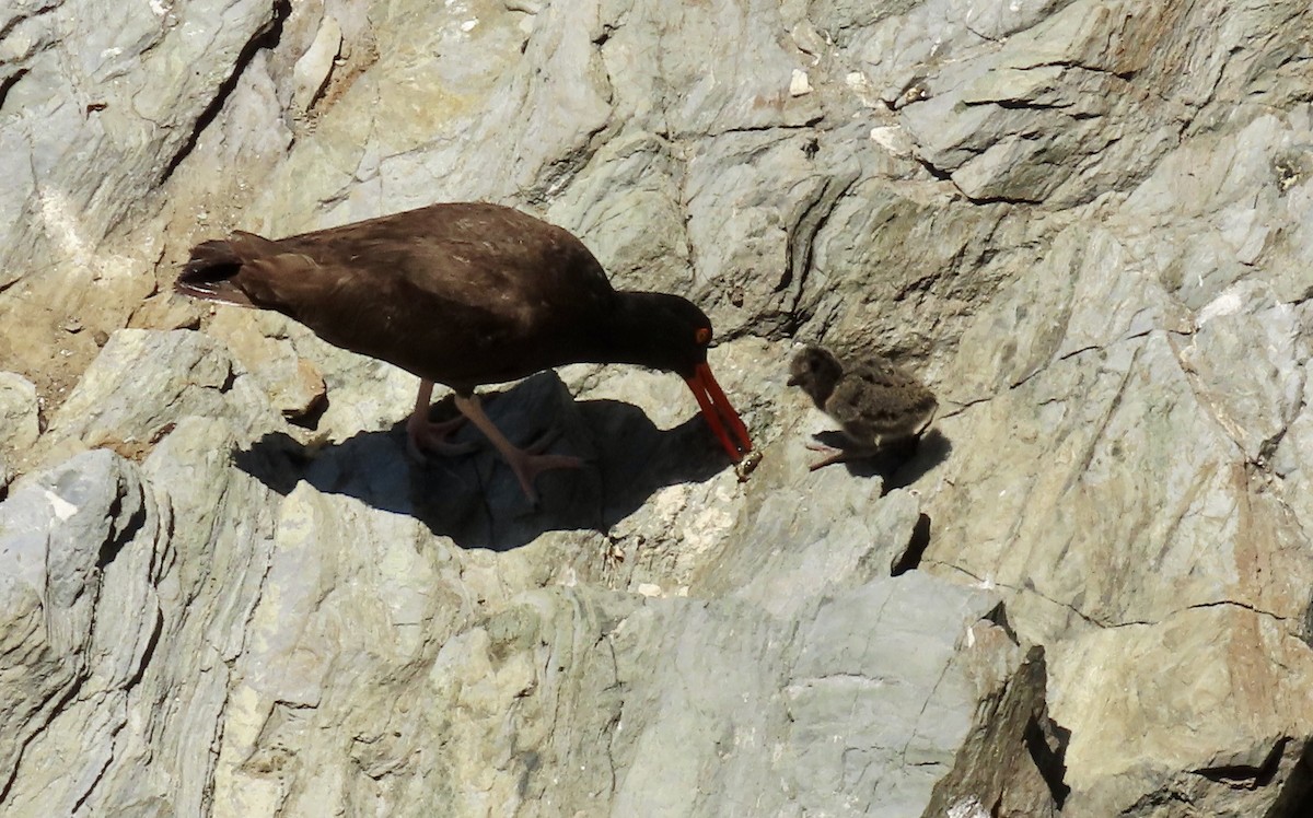 Black Oystercatcher - ML620909374