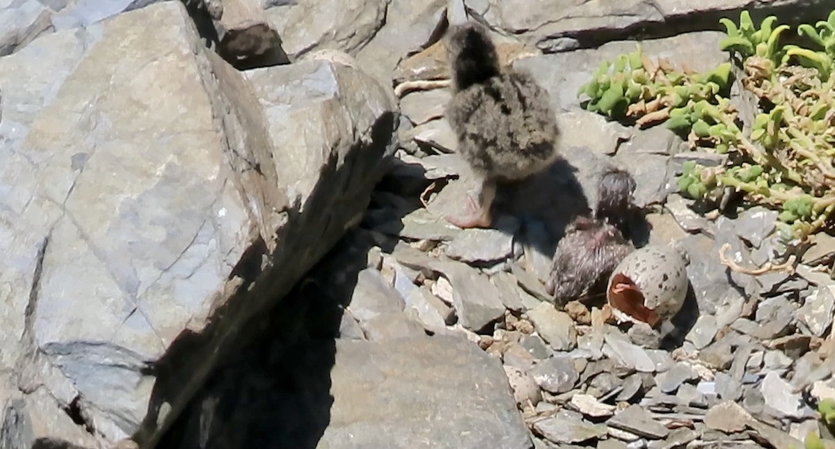 Black Oystercatcher - ML620909380