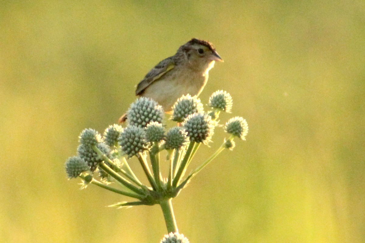 Grasshopper Sparrow - ML620909390