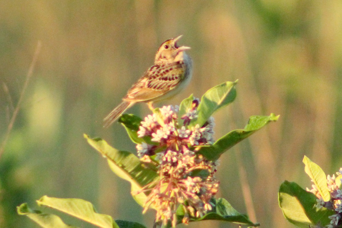 Grasshopper Sparrow - ML620909391