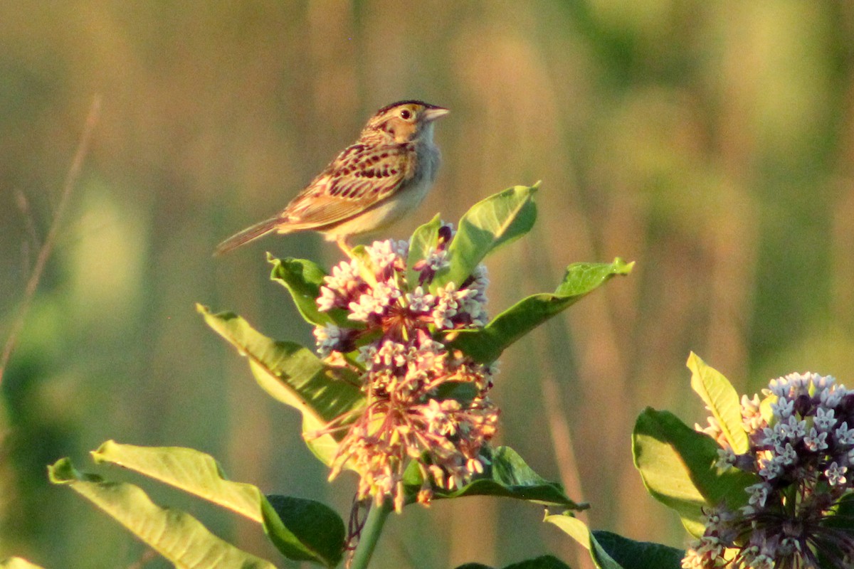 Grasshopper Sparrow - ML620909392