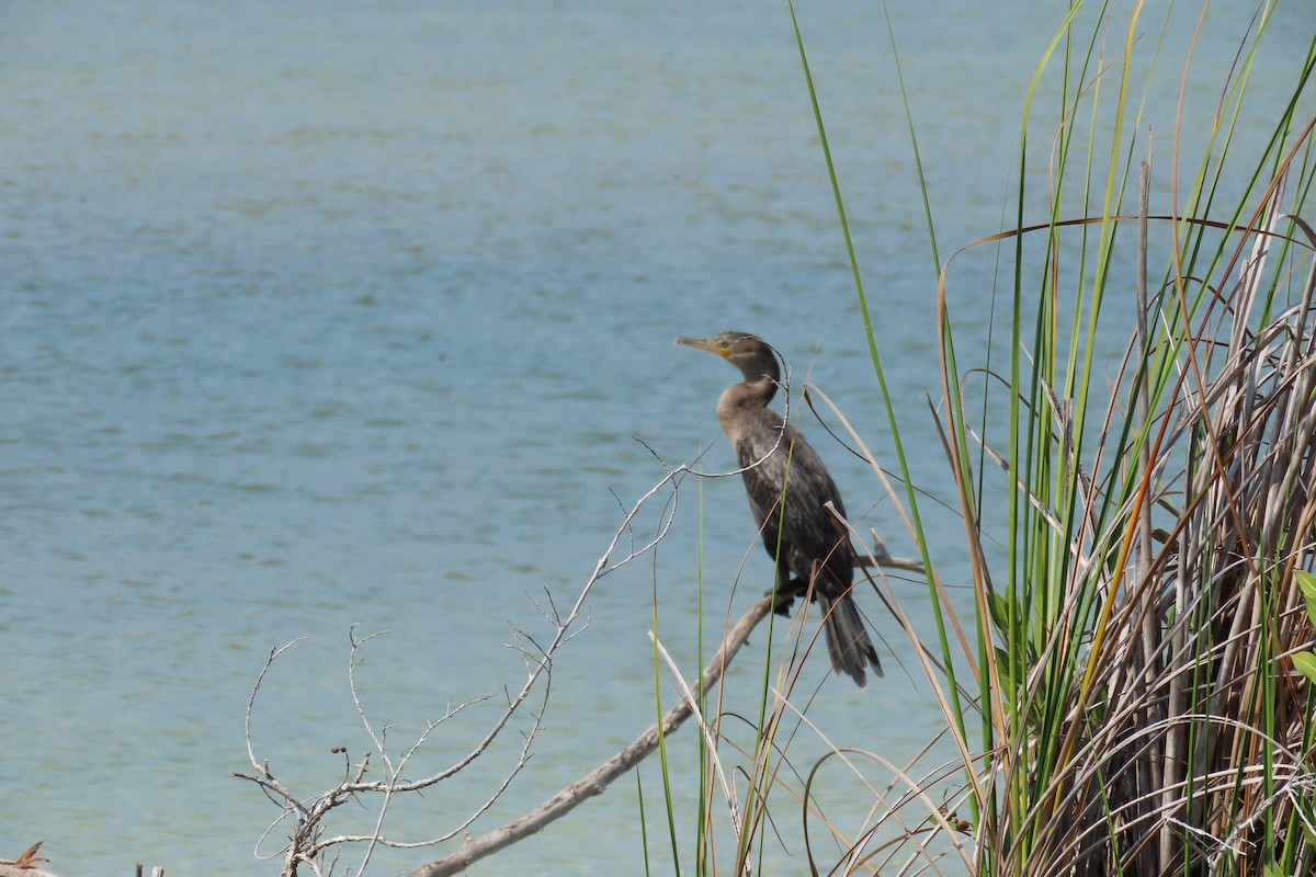 Neotropic Cormorant - ML620909394