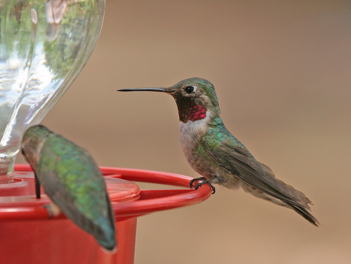 Broad-tailed Hummingbird - ML620909400